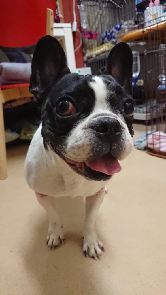 ハナちゃん💕に笑顔が戻りました😄